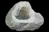 Bargain, Spiny Kolihapeltis Trilobite - Rare Species #101817-1
